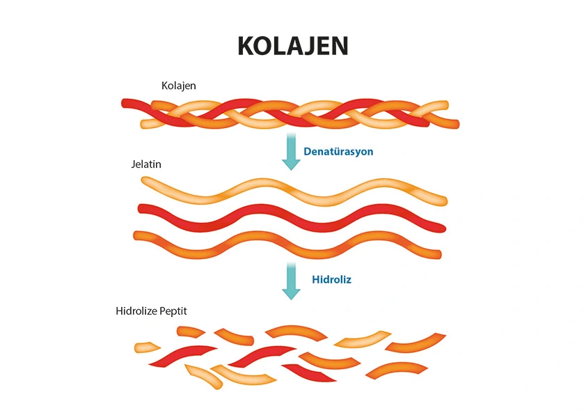 Hidrolize Kolajen (Peptit Kolajen) Nedir?