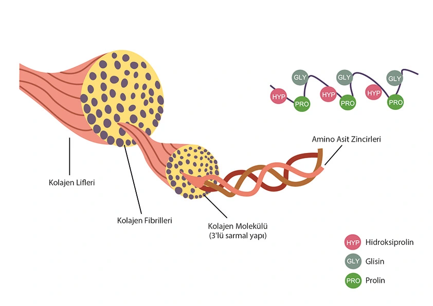 Kolajen Nedir?