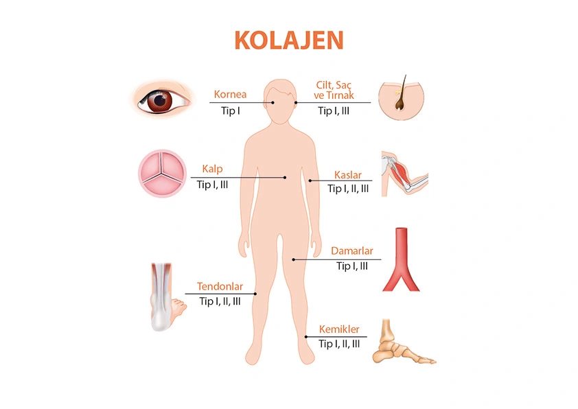 Kolajen Tipleri Nelerdir?